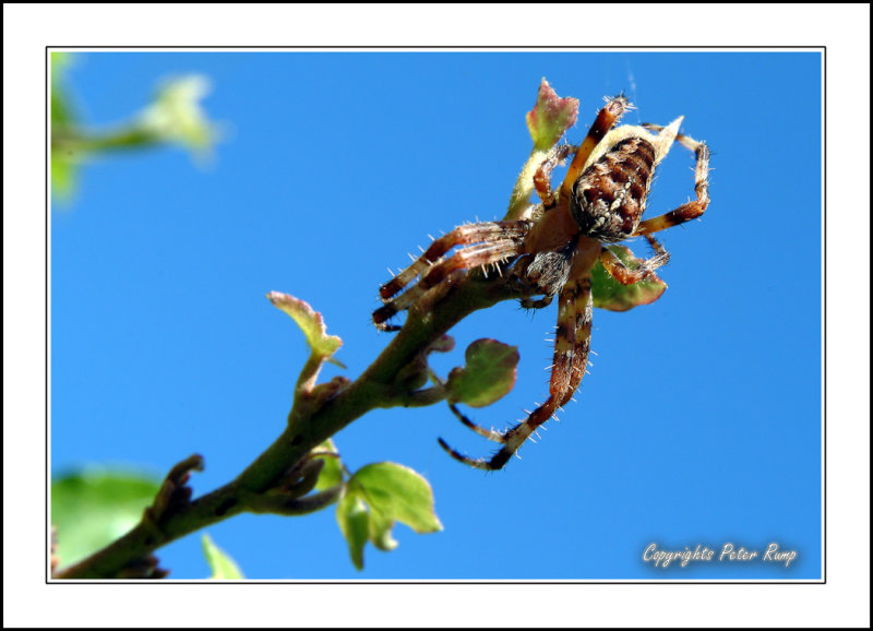 Garden Orb Web Spider