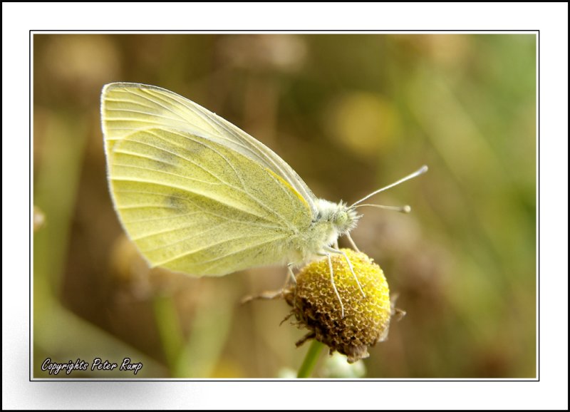 Large White Butterfly