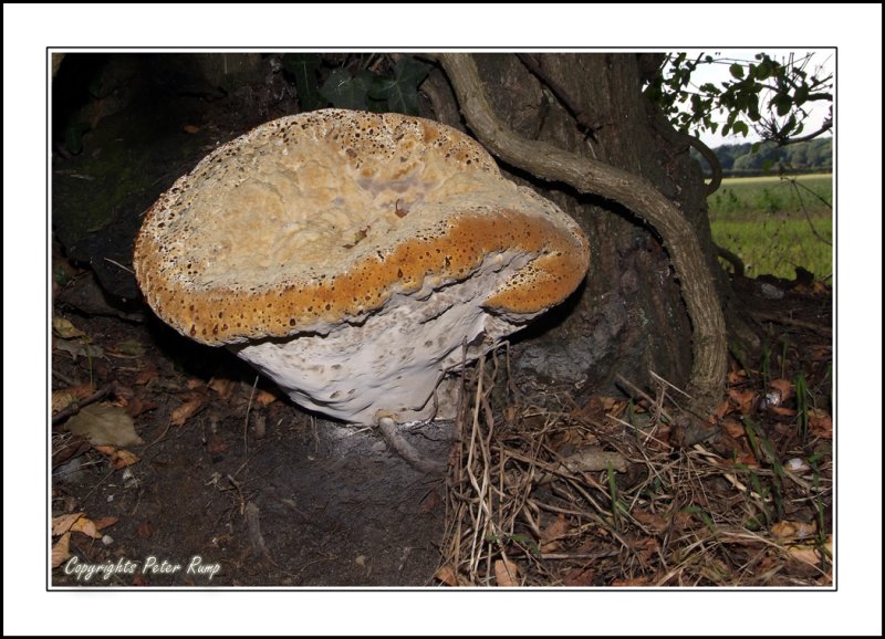 Giant Puffball