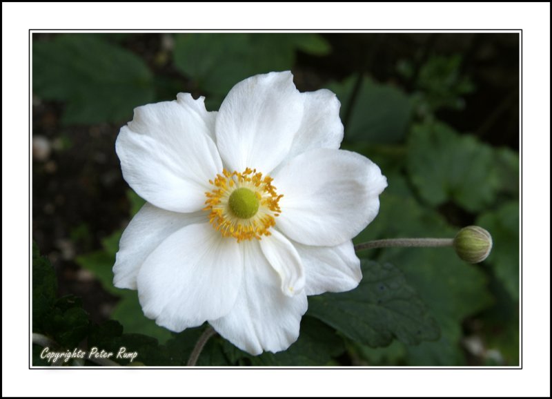 CambridgeFlower2.