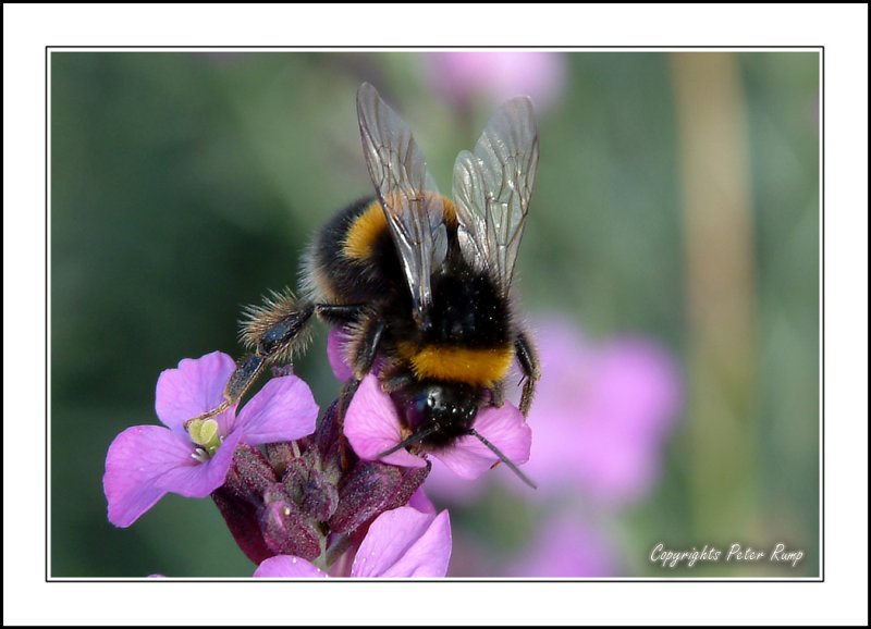 Bumble Bee at work.