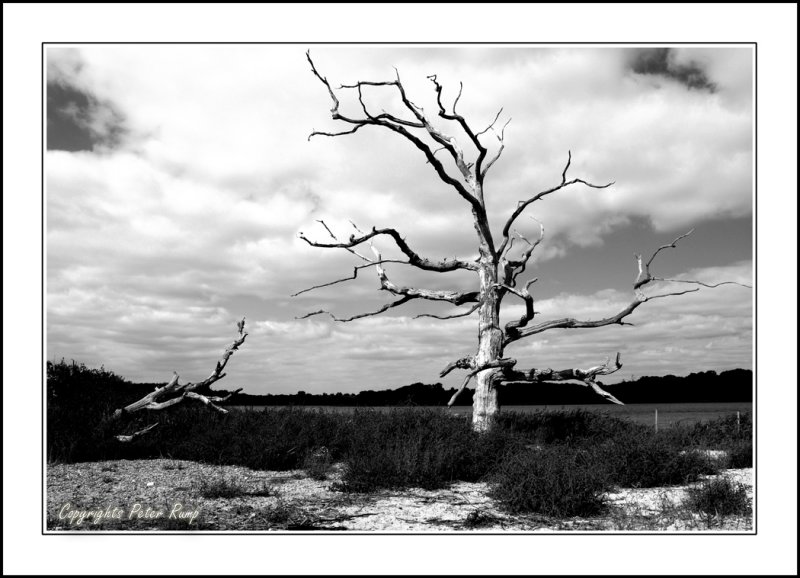 Covehithe Benacre Broads.