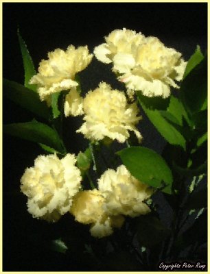 Yellow Carnations.