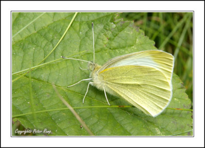 Large White Butterfly 2.