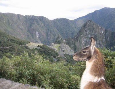 Llama & Machu Picchu