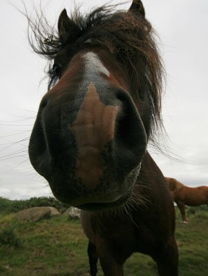 Pembrokeshire Wild Horse