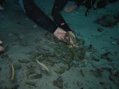 Cenotes