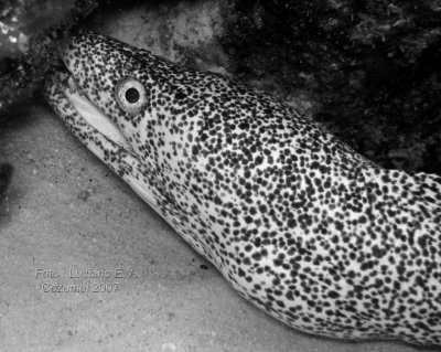 Spotted Moray