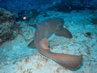 Nurse Shark