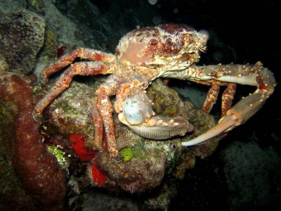 Channel Clinging Crab