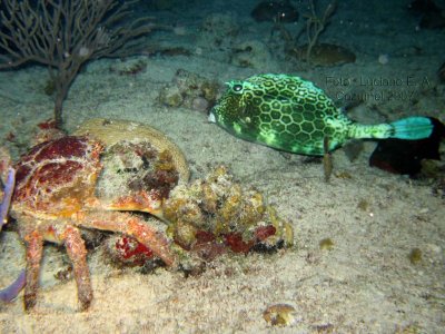 Ermito Giante e Honeycomb Cowfish ( verde )