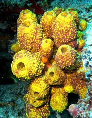 Yellow Tube Sponge