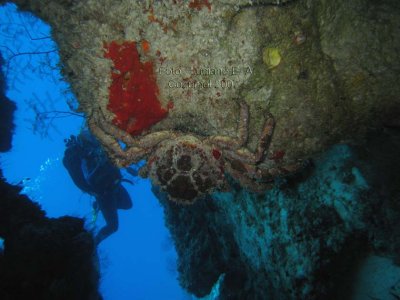 Crab em sada de Caverna