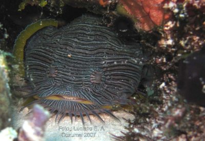 Toadfish