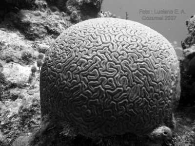 Coral Crebro