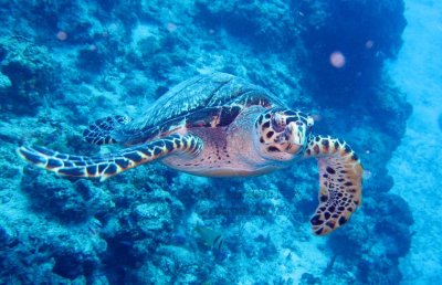 Tartaruga de Pente na Ponta Sur