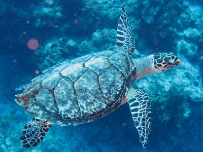 Tartarugas em Cozumel