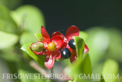 Ochna serrulata (birds eye bush or mickey mouse plant)