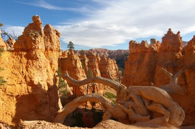 Within the Hoodoos of Bryce