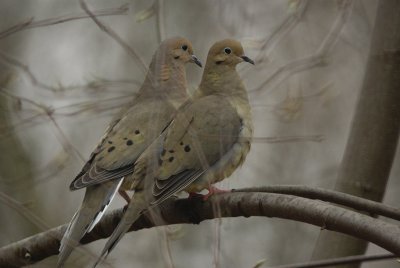 Mourning Doves in the Woods