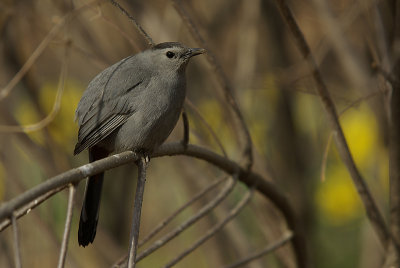 _IGP7397 copy Catbird.jpg