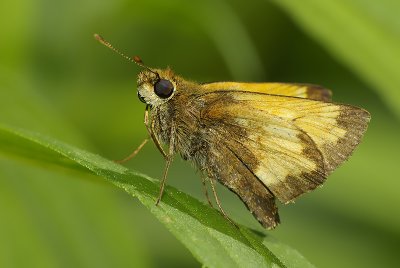 Skipper Butterfly in Morning Light