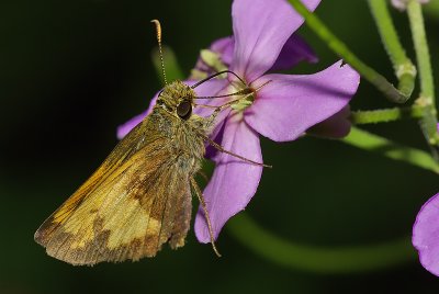 Moth on Wild Phlox