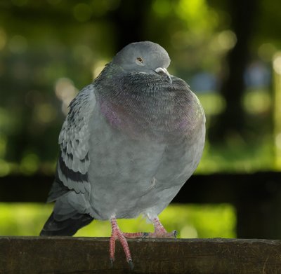 Pigeon .jpg