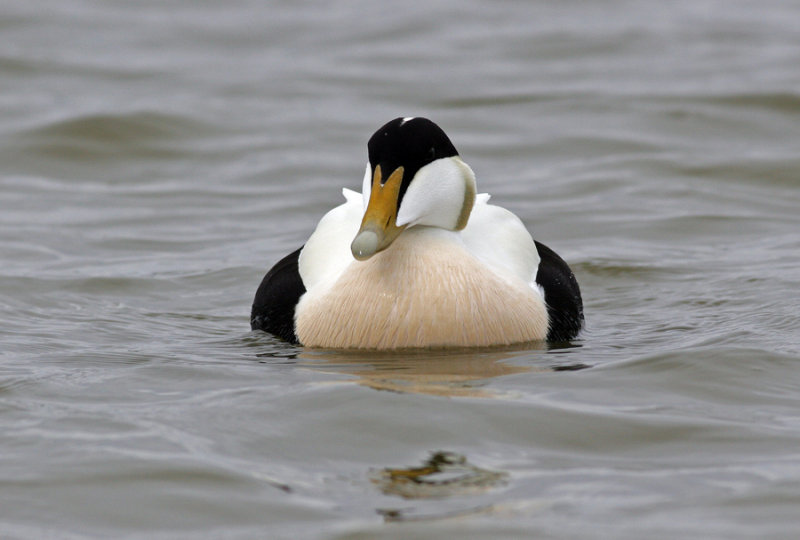 Eider