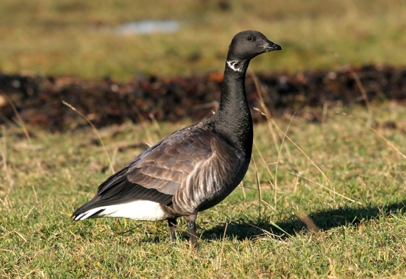 Brent Goose