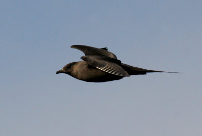 Arctic Skua