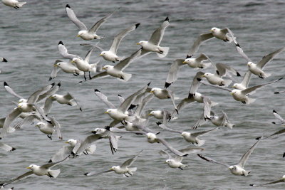 Kittiwake