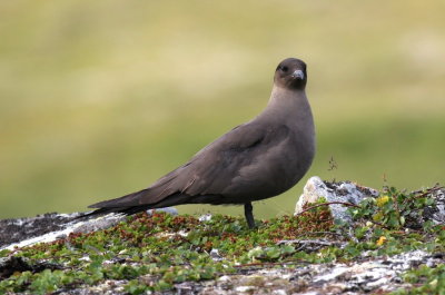 Arctic Skua