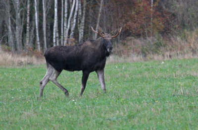 Elk