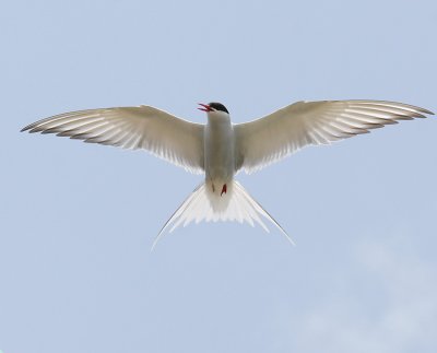 g6/88/689488/3/71084278.GKro5RuR.jpg
