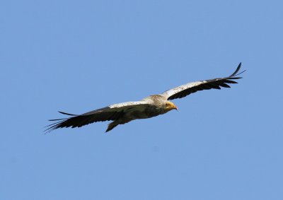 Egyptian Vulture