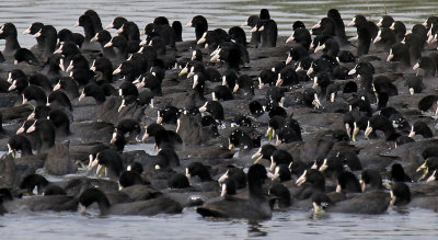 Common Coot