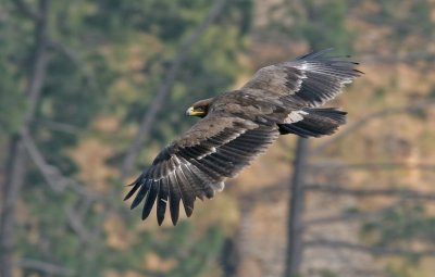 Steppe Eagle