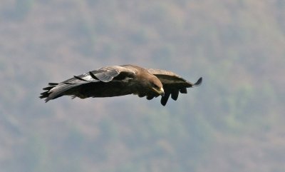 Steppe Eagle