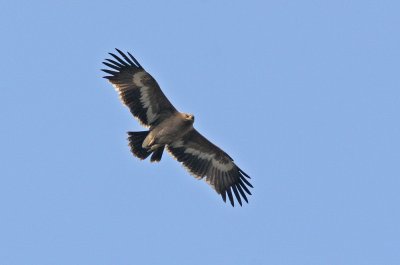 Steppe Eagle