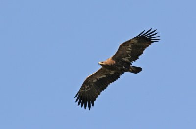 Steppe Eagle