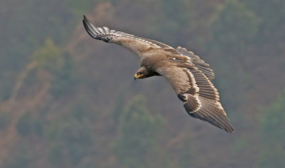 Steppe Eagle