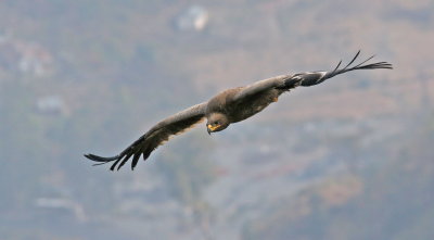 Steppe Eagle