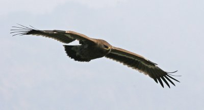 Steppe Eagle