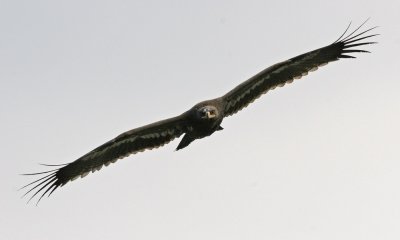 Steppe Eagle
