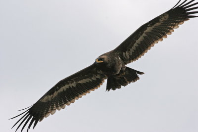 Steppe Eagle