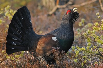 Capercaillie