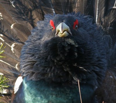 Capercaillie