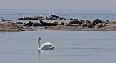 Harbor Seals (Phoca vitulina)