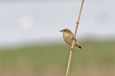 Sedge Warbler